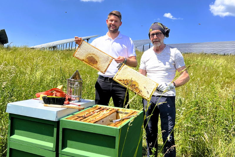 AVR-Energie-bringt-Bienenvölker-in-den-Solarpark-Sinsheim.png